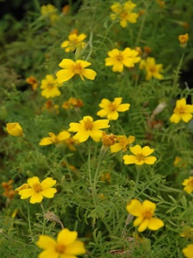 Tagetes tenuifolia 'Lemon Gem' Lemon Signet Marigold